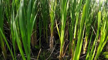 een boeiend perspectief van een geïsoleerd moeras riet door de water's kant. deze beeld nodigt uit overpeinzing van de gemakkelijk nog opvallend schoonheid gevonden in aard details. video