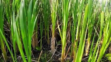 een boeiend perspectief van een geïsoleerd moeras riet door de water's kant. deze beeld nodigt uit overpeinzing van de gemakkelijk nog opvallend schoonheid gevonden in aard details. video