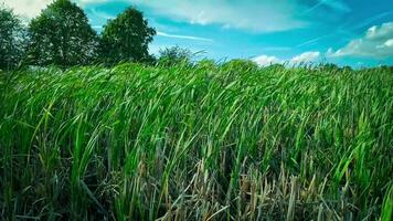 A captivating perspective of an isolated marsh reed by the water's edge. This image invites contemplation of the simple yet striking beauty found in natures details. video