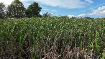 A captivating perspective of an isolated marsh reed by the water's edge. This image invites contemplation of the simple yet striking beauty found in natures details. video