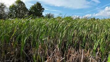 A captivating perspective of an isolated marsh reed by the water's edge. This image invites contemplation of the simple yet striking beauty found in natures details. video