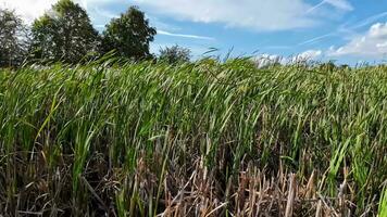 A captivating perspective of an isolated marsh reed by the water's edge. This image invites contemplation of the simple yet striking beauty found in natures details. video