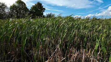 A captivating perspective of an isolated marsh reed by the water's edge. This image invites contemplation of the simple yet striking beauty found in natures details. video