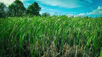 A captivating perspective of an isolated marsh reed by the water's edge. This image invites contemplation of the simple yet striking beauty found in natures details. video