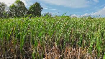 A captivating perspective of an isolated marsh reed by the water's edge. This image invites contemplation of the simple yet striking beauty found in natures details. video