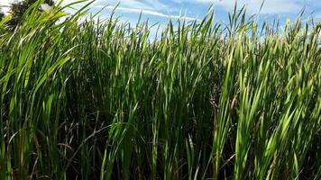 A captivating perspective of an isolated marsh reed by the water's edge. This image invites contemplation of the simple yet striking beauty found in natures details. video