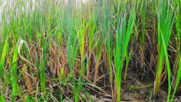 een boeiend perspectief van een geïsoleerd moeras riet door de water's kant. deze beeld nodigt uit overpeinzing van de gemakkelijk nog opvallend schoonheid gevonden in aard details. video