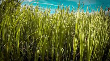 een boeiend perspectief van een geïsoleerd moeras riet door de water's kant. deze beeld nodigt uit overpeinzing van de gemakkelijk nog opvallend schoonheid gevonden in aard details. video