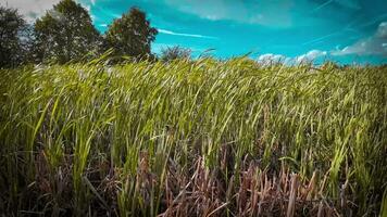 A captivating perspective of an isolated marsh reed by the water's edge. This image invites contemplation of the simple yet striking beauty found in natures details. video