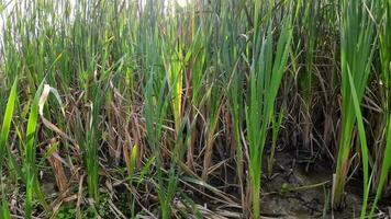 A captivating perspective of an isolated marsh reed by the water's edge. This image invites contemplation of the simple yet striking beauty found in natures details. video