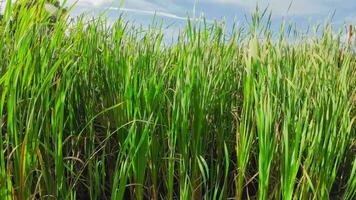 A captivating perspective of an isolated marsh reed by the water's edge. This image invites contemplation of the simple yet striking beauty found in natures details. video