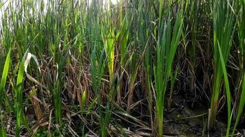 een boeiend perspectief van een geïsoleerd moeras riet door de water's kant. deze beeld nodigt uit overpeinzing van de gemakkelijk nog opvallend schoonheid gevonden in aard details. video