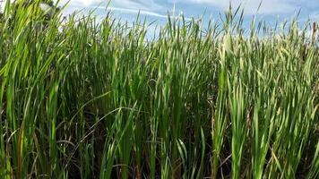 A captivating perspective of an isolated marsh reed by the water's edge. This image invites contemplation of the simple yet striking beauty found in natures details. video