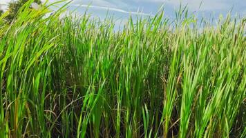 A captivating perspective of an isolated marsh reed by the water's edge. This image invites contemplation of the simple yet striking beauty found in natures details. video