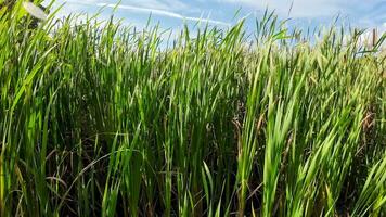 A captivating perspective of an isolated marsh reed by the water's edge. This image invites contemplation of the simple yet striking beauty found in natures details. video