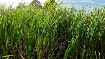 een boeiend perspectief van een geïsoleerd moeras riet door de water's kant. deze beeld nodigt uit overpeinzing van de gemakkelijk nog opvallend schoonheid gevonden in aard details. video