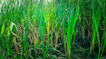 un' travolgente prospettiva di un isolato palude canna di il dell'acqua bordo. Questo Immagine invita contemplazione di il semplice ancora Impressionante bellezza trovato nel nature particolari. video