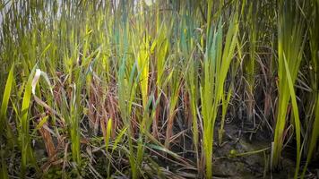 een boeiend perspectief van een geïsoleerd moeras riet door de water's kant. deze beeld nodigt uit overpeinzing van de gemakkelijk nog opvallend schoonheid gevonden in aard details. video