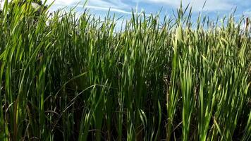 A captivating perspective of an isolated marsh reed by the water's edge. This image invites contemplation of the simple yet striking beauty found in natures details. video