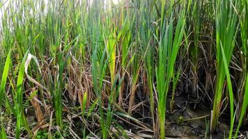 A captivating perspective of an isolated marsh reed by the water's edge. This image invites contemplation of the simple yet striking beauty found in natures details. video