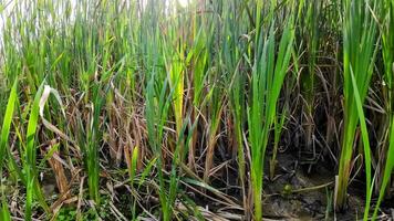 een boeiend perspectief van een geïsoleerd moeras riet door de water's kant. deze beeld nodigt uit overpeinzing van de gemakkelijk nog opvallend schoonheid gevonden in aard details. video