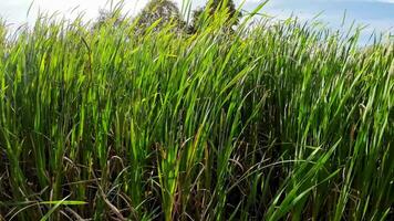 A captivating perspective of an isolated marsh reed by the water's edge. This image invites contemplation of the simple yet striking beauty found in natures details. video