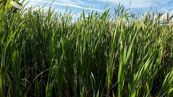 een boeiend perspectief van een geïsoleerd moeras riet door de water's kant. deze beeld nodigt uit overpeinzing van de gemakkelijk nog opvallend schoonheid gevonden in aard details. video