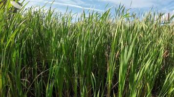 een boeiend perspectief van een geïsoleerd moeras riet door de water's kant. deze beeld nodigt uit overpeinzing van de gemakkelijk nog opvallend schoonheid gevonden in aard details. video