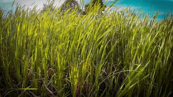 une captivant la perspective de un isolé le marais roseau par le des eaux bord. cette image invite contemplation de le Facile encore frappant beauté a trouvé dans natures détails. video