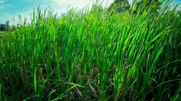 uma cativante perspectiva do a isolado pântano cana de a da água borda. isto imagem convida contemplação do a simples ainda impressionante beleza encontrado dentro naturezas detalhes. video