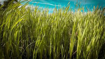 A captivating perspective of an isolated marsh reed by the water's edge. This image invites contemplation of the simple yet striking beauty found in natures details. video