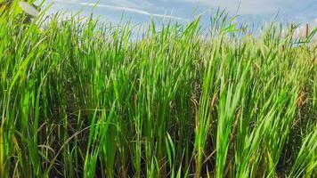 A captivating perspective of an isolated marsh reed by the water's edge. This image invites contemplation of the simple yet striking beauty found in natures details. video