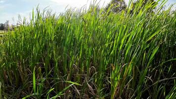 A captivating perspective of an isolated marsh reed by the water's edge. This image invites contemplation of the simple yet striking beauty found in natures details. video