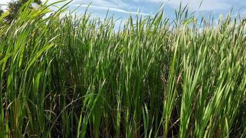 A captivating perspective of an isolated marsh reed by the water's edge. This image invites contemplation of the simple yet striking beauty found in natures details. video