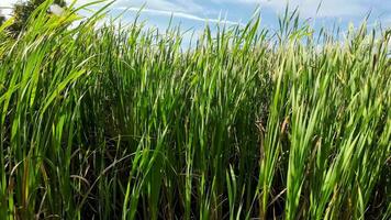 een boeiend perspectief van een geïsoleerd moeras riet door de water's kant. deze beeld nodigt uit overpeinzing van de gemakkelijk nog opvallend schoonheid gevonden in aard details. video