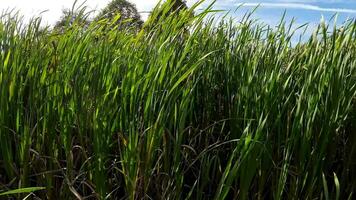 A captivating perspective of an isolated marsh reed by the water's edge. This image invites contemplation of the simple yet striking beauty found in natures details. video