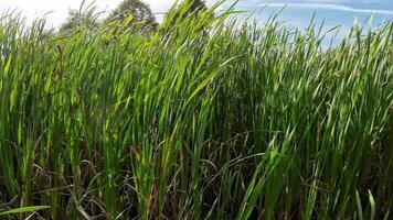 een boeiend perspectief van een geïsoleerd moeras riet door de water's kant. deze beeld nodigt uit overpeinzing van de gemakkelijk nog opvallend schoonheid gevonden in aard details. video