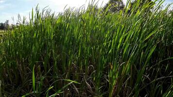 A captivating perspective of an isolated marsh reed by the water's edge. This image invites contemplation of the simple yet striking beauty found in natures details. video