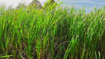 A captivating perspective of an isolated marsh reed by the water's edge. This image invites contemplation of the simple yet striking beauty found in natures details. video