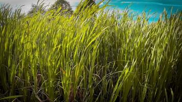A captivating perspective of an isolated marsh reed by the water's edge. This image invites contemplation of the simple yet striking beauty found in natures details. video