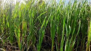 A captivating perspective of an isolated marsh reed by the water's edge. This image invites contemplation of the simple yet striking beauty found in natures details. video