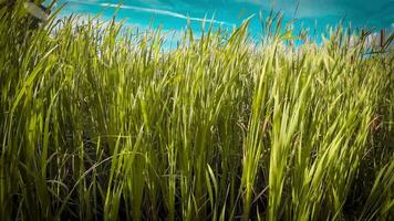 A captivating perspective of an isolated marsh reed by the water's edge. This image invites contemplation of the simple yet striking beauty found in natures details. video