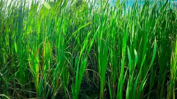 A captivating perspective of an isolated marsh reed by the water's edge. This image invites contemplation of the simple yet striking beauty found in natures details. video