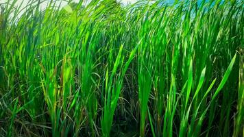 A captivating perspective of an isolated marsh reed by the water's edge. This image invites contemplation of the simple yet striking beauty found in natures details. video