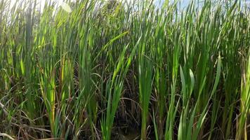 een boeiend perspectief van een geïsoleerd moeras riet door de water's kant. deze beeld nodigt uit overpeinzing van de gemakkelijk nog opvallend schoonheid gevonden in aard details. video