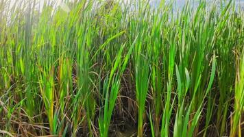 A captivating perspective of an isolated marsh reed by the water's edge. This image invites contemplation of the simple yet striking beauty found in natures details. video