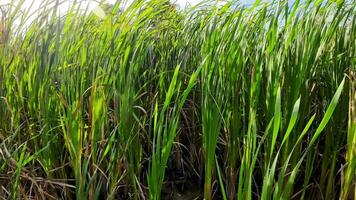 een boeiend perspectief van een geïsoleerd moeras riet door de water's kant. deze beeld nodigt uit overpeinzing van de gemakkelijk nog opvallend schoonheid gevonden in aard details. video