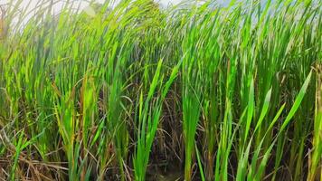 een boeiend perspectief van een geïsoleerd moeras riet door de water's kant. deze beeld nodigt uit overpeinzing van de gemakkelijk nog opvallend schoonheid gevonden in aard details. video