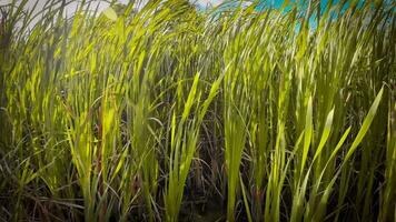 A captivating perspective of an isolated marsh reed by the water's edge. This image invites contemplation of the simple yet striking beauty found in natures details. video