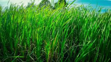 A captivating perspective of an isolated marsh reed by the water's edge. This image invites contemplation of the simple yet striking beauty found in natures details. video